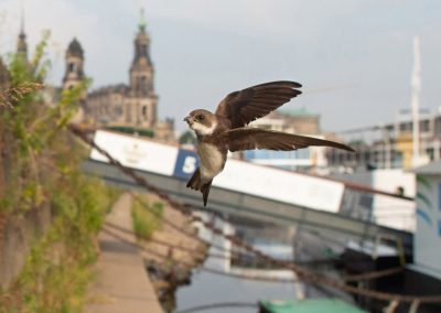 eine Uferschwalbe bringt ihrem Nachwuchs an der Kaimauer des Terrassenufers Insekten, Dresden, Sächsische Zeitung 7/2019